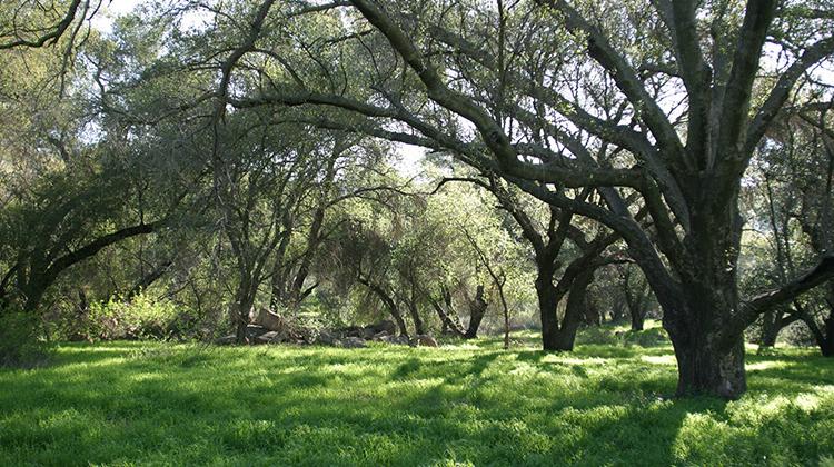 Coast Live Oak